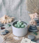 Cactus Jar Candle — Sage Cluster Succulent | Soy Wax, Handmade in USA - handmade home fragrance gift
