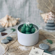 Cactus Jar Candle — Emerald Leaf Succulent | Soy Wax, Handmade in USA - handmade home fragrance gift